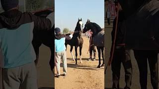 Horselover Ransi Horse Show 2023 || Satllion Power #horselover #trending #shorts