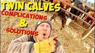 Twin Cow Birthing: Complications and Solutions