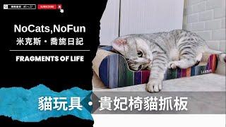 Mix美短貓旎亞Nia｜貓超愛新貓抓板／貓抓板貴妃椅 #funny #cat #pets #cute #pets #cuteanimals【AJ極簡貓奴】