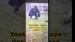 Youtuber says gorillas are fake, watch this bro! #animals #wildlife #funny