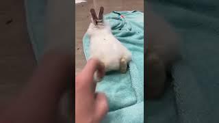 Bunny Boop Cute Animals #shorts