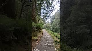 Middle in the forest. Alishan, Taiwan #alishan #nature #naturelovers #mountains #mountainforest