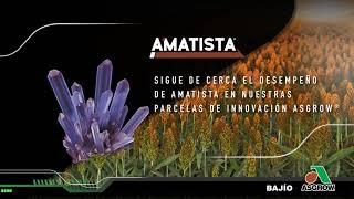 Híbrido Amatista