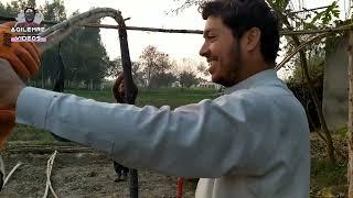 Tunnel Making For Home Gardening || Bamboo Green House || Aqil Emre Videos #punjab #tunnelfarming