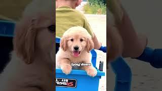 Do you like golden hair #story #animals #cute #dog