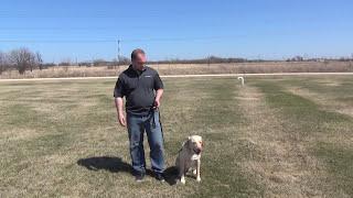 Chicago Dog Training Teaching Come When Called Suburban K9!