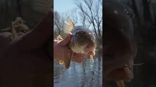 Wired2fish's NEW YouTube Series! | On The Bank