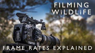 Understanding Frame Rates : Wildlife Filmmaking for Wildlife Photographers