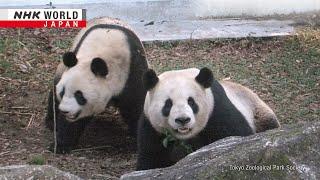 Japan bids farewell to beloved panda coupleーNHK WORLD-JAPAN NEWS