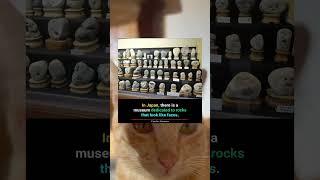 Flick reaction to Facts Fussion | #facts #cat #shorts