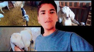 goat farm vlog bakri ky bachy  | both din baad bakriyo ka vlogs #viralvideo #trending