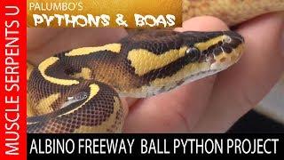 FREEWAY Ball Python Genetics at Muscle Serpents University