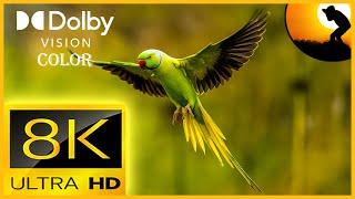 8K VIDEO ULTRA HD 120FPS SLOWMOTION | BREATHTAKING BIRDS SLOWMOTION WITH RELAXATION SOUNDS 4320P