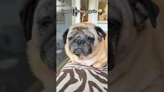 Oops I farted #dog #cute #funny