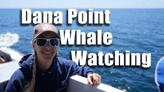 Best Dana Point Whale Watching Afternoon Tours in California with Kids (w Dana Wharf Wale Watching)