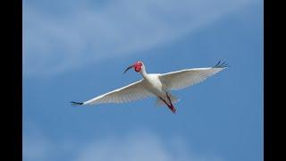 Great Flight Photography Experience and Tips with Arthur Morris/BIRDS AS ART