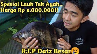 PANGGANG IKAN MAHAL JUTAAN RUPIAH! UNBOXING IKAN DATZ SUMATRA BESAR DIKOLAM