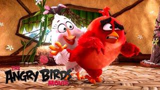 The Messy Lives Of Angry Birds 'Red, Chuck & Bomb' | The Angry Birds Movie (2016)