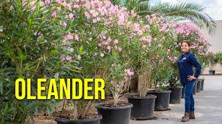 Oleander