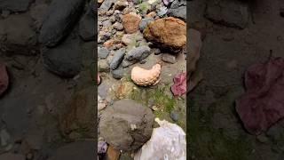 menemukan batu fosil hewan purba yg sangat langka