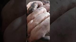 pietran com landrace