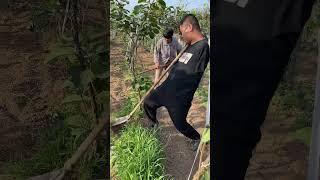 My mother and I held the hoe and worked hard to weed in the kiwi fruit garden.