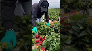 Strawberry Harvesting and Packaging Techniques at the Farm #satisfying @HappyFarm85
