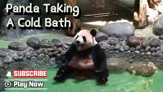 Chengdu Is Too Hot Without A Cold Bath | iPanda