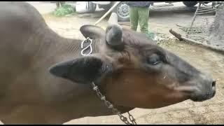 Tetanus in buffalo & cow l symptoms of tetanus l dr umar khan