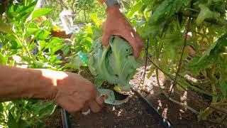 New Mexico Extension Master Gardeners Program