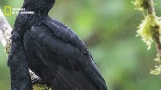 a type of crow but very beautiful than other. 