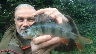 Perch fishing on the Staffs/Worcs Canal   stewartbloor.blog