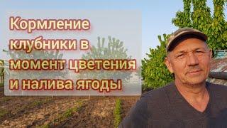 Кормление клубники в момент цветения и налива ягоды