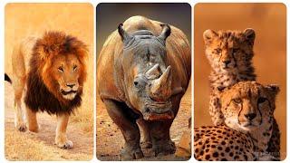 Discovering the Amazing Wildlife of South Africa Wild Animals: Lions, Elephants, Rhinos and More!