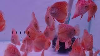 DISCUS PIGEON CHECKERBOARD RED | IKAN DISCUS UKURAN 2,5 INCH | IKAN DISCUS PIGEON CHECKERBOARD