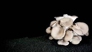 Pleurotus ostreatus oyster mushroom timelapse 4K