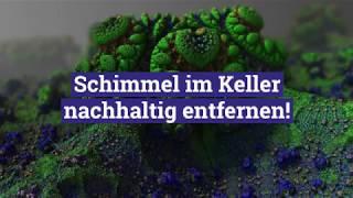 Schimmel im Keller entfernen - so klappt es nachhaltig