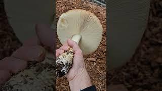 Huge Amanita muscaria! #wildmushrooms #amanita #mushrooms #fungi