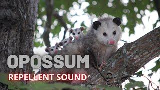 Opossum Repellent Sound