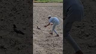  pigeon viral video #pigeon #kabutar #birds #trending #shortsfeed #shorts