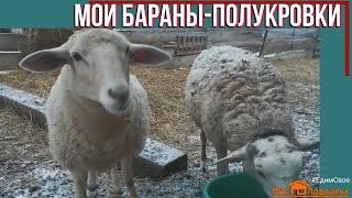 #ЛюблюБаранов. Мясная порода овец. "Мое Подворье"