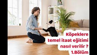 Köpeklere temel itaat eğitimi nasıl verilir ? 1.Bölüm