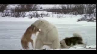 Polar Bear destroying Husky dog