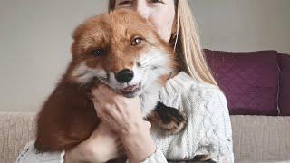 Vasilisa the fox ️ Cuddling with the fox