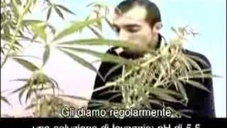 Green House Seed Co. Neville's Haze Grow w/Italian Subtitles