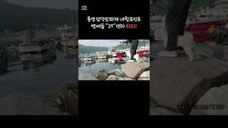 🪝통영 삼덕방파제 내항포인트 29센치 벵에돔!! #낚시 #강아지 #게임 #바다낚시 #낚시포인트 #감성돔 #벵에돔 #찌낚시 #비숑 #통영 #거제 #통영낚시 #통영벵에돔