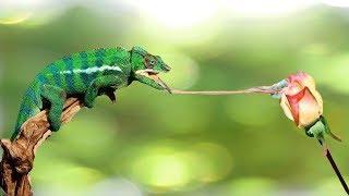 Lizards really can fly ? - Real Flying Lizards