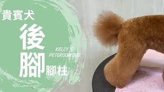 貴賓犬的後腳腳柱修剪｜凱莉老師 Groomer Kelly｜寵物美容教學｜Poodle's Back Leg Pet Grooming