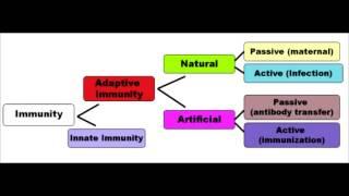 Immunology Full Video - USMLE Step 1