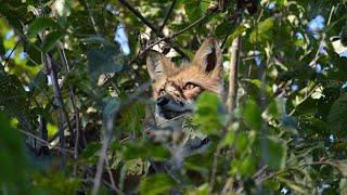 Felix the tree fox memorial video  ️